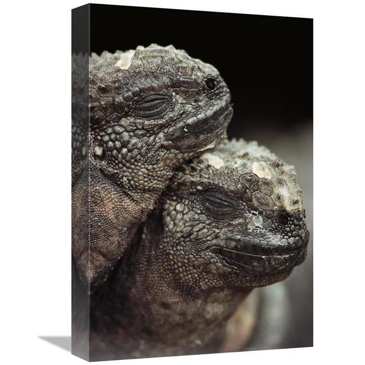 Marine Iguana Pair Resting Art Print C627062