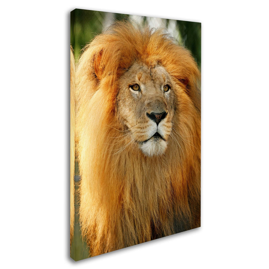 Canvas Art D57965